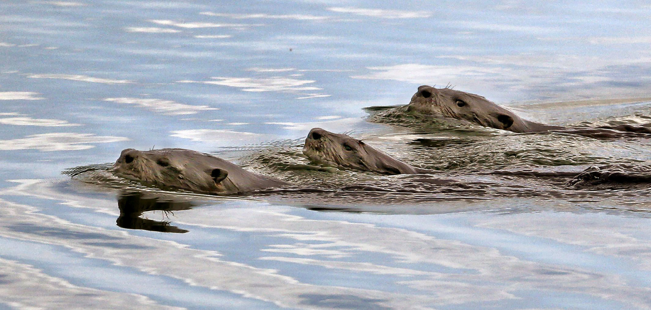 Otters